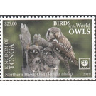 Northern Hawk Owl - Polynesia / Tonga 2019 - 25