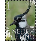 Northern Lapwing (Vanellus vanellus) - Netherlands 2020 - 1