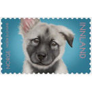 Norwegian Elkhound Puppy - Norway 2019