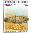 Notelops brama - West Africa / Guinea 2021