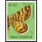 Notoreas casanova - New Zealand 2020 - 1.30