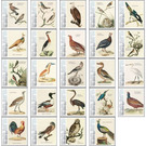 Nozeman & Sepp's "Birds of the Netherlands" (2021) - Caribbean / Bonaire 2021 Set