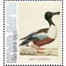 Nozeman & Sepp's "Birds of the Netherlands" - Caribbean / Bonaire 2021 - 99