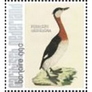 Nozeman & Sepp's "Birds of the Netherlands" - Caribbean / Bonaire 2021 - 99