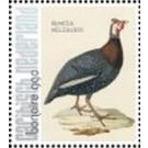 Nozeman & Sepp's "Birds of the Netherlands" - Caribbean / Bonaire 2021 - 99