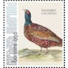 Nozeman & Sepp's "Birds of the Netherlands" - Caribbean / Bonaire 2021 - 99