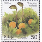 Octospora pannosa - Serbia 2019 - 50