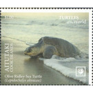 Olive Ridley Sea Turtle (Lepidochelys olivacea) - Aitutaki 2020 - 1