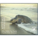 Olive Ridley Sea Turtle (Lepidochelys olivacea) - Aitutaki 2020 - 1