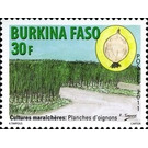 Onions - West Africa / Burkina Faso 2011 - 30