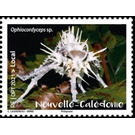 Ophiocordyceps sp - Melanesia / New Caledonia 2021