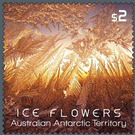 Orange Ice Flower - Australian Antarctic Territory 2016 - 2