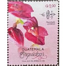 Orchids of Guatemala - Central America / Guatemala 2020