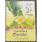 Orchids of Guatemala - Central America / Guatemala 2020