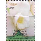 Orchids of Guatemala - Central America / Guatemala 2020