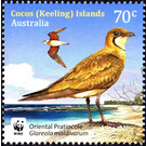 Oriental Pratincole (Glareola maldivarum) - Cocos (Keeling) Islands 2015 - 70