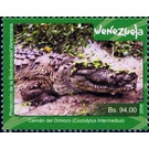 Orinoco Crocodile (Crocodylus intermedius) - South America / Venezuela 2016 - 94