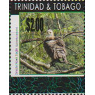 Ornate Hawk-eagle (Spizaetus ornatus) - Caribbean / Trinidad and Tobago 2019 - 2