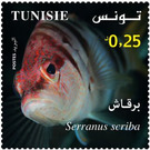 Painted Comber (Serranus scriba) - Tunisia 2021 - 0.25