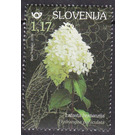 Panicle Hydrangea (Hydrangea paniculata) - Slovenia 2019 - 1.17