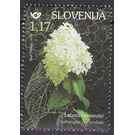 Panicle Hydrangea (Hydrangea paniculata) - Slovenia 2019 - 1.17