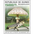 Parasol Mushroom (Macroleopiota procera) - West Africa / Guinea 2021