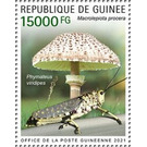Parasol Mushroom (Macroleopiota procera) - West Africa / Guinea 2021