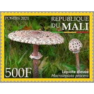 Parasol Mushroom (Macrolepiota procera) - West Africa / Mali 2021