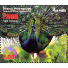 Peacock (Pavo cristatus) - Bosnia and Herzegovina 2020 - 2