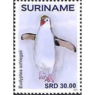 Penguins - South America / Suriname 2021