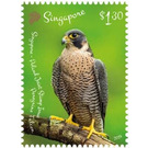 Peregrine Falcon - Singapore 2019 - 1.30