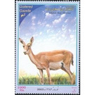 Persian Gazelle (Gazella subgutturosa), Female - Iran 2003