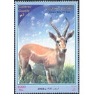 Persian Gazelle (Gazella subgutturosa), Male - Iran 2003