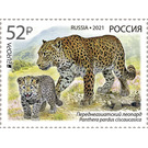 Persian Leopard (Panthera pardus ciscaucasica) - Russia 2021 - 52