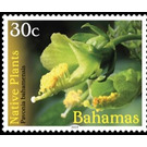 Pevonia bahamensis - Caribbean / Bahamas 2019 - 30