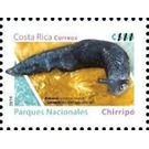 Philomycus - Central America / Costa Rica 2019 - 580