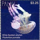 Phyllorhiza punctata - Micronesia / Palau 2018 - 3.25