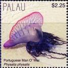 Physalia physalis - Micronesia / Palau 2018 - 2.25