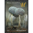 Physarum album - Belarus 2020