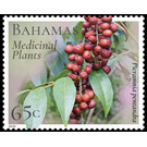 Picramnia pentandra - Caribbean / Bahamas 2020 - 65