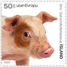 Pig - Iceland 2020