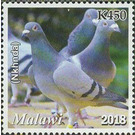 Pigeon (Nkhunda) - East Africa / Malawi 2019 - 450