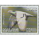 Pigeon (Nkhunda) - East Africa / Malawi 2019 - 700