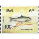 Pilchard (Sardine) - Iraq 2019