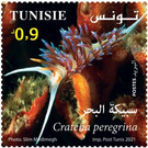Pilgrim Hervia (Cratena peregrina) - Tunisia 2021 - 0.90