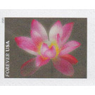 Pink Sacred Lotus - United States of America 2021