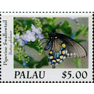 Pipevine Swallowtail (Battus philenor) - Micronesia / Palau 2020