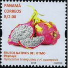 Pitahaya (Hylocereus triangularis) - Central America / Panama 2019 - 2