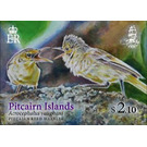 Pitcairn Islands’ Reed Warbler (Acrocephalus vaughani) - Polynesia / Pitcairn Islands 2019 - 2.10