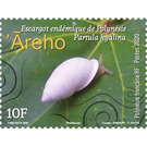 Polynesian Tree Snail (Partula hyalina) - Polynesia / French Polynesia 2020 - 10